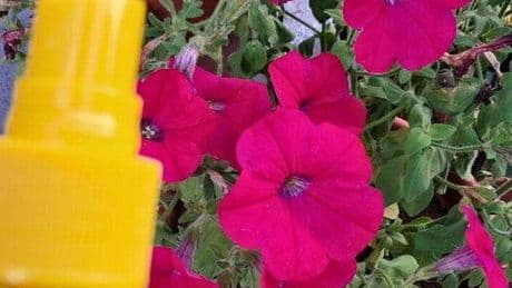 Rid your home and garden of ants with natural 10-second method