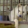 South Korea banned dog meat. So what happens to the dogs?