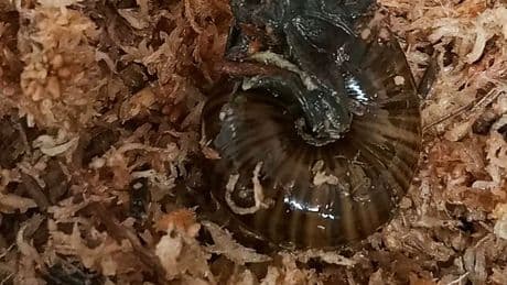 A rare New Zealand snail is filmed for the first time laying an egg from its neck
