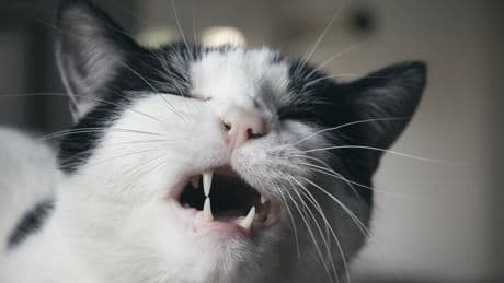 Zahnschmerzen bei Katzen: Warum Fressen kein Beweis für Schmerzfreiheit ist