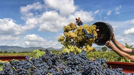 Tommasi cresce in Puglia: acquisite Tenuta Eméra e Cantina Moros
