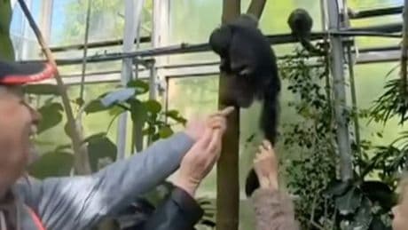 Besucher zogen dem Tier am Schwanz - Zoo sucht Familie, die Affen quälte