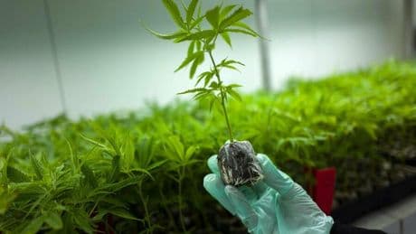 Arzneimittel: „Engagierte Pharmazeuten ausgebremst“: Neues Cannabis-Gesetz bedroht viele Apotheken