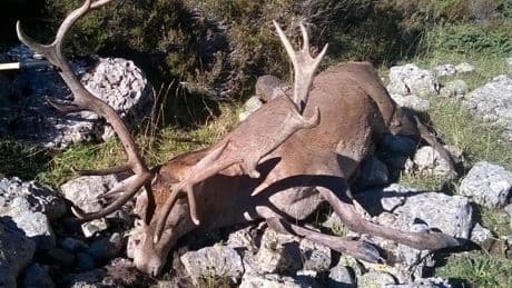 Exigen una multa de al menos 5.000 euros para un hombre por la caza furtiva de un ciervo en un pueblo de Palencia