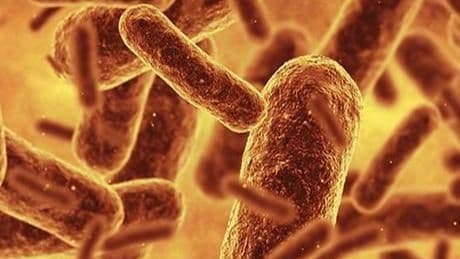 Bilim insanları bugüne kadarki en sentetik canlıyı oluşturdu