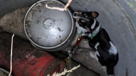 Dog rescued after getting stuck down a well for 11 days