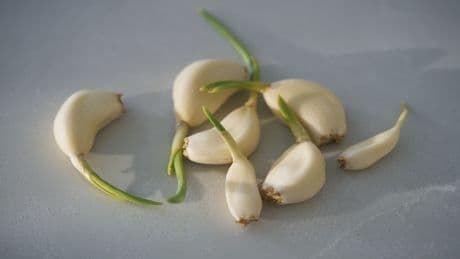Frischer Knoblauch schützt besser – doch hier punktet die Pulver-Variante