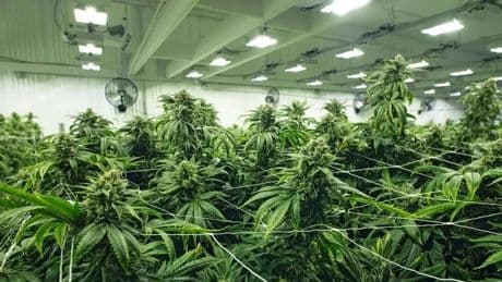 Police uncover Scotland's largest cannabis farm to date worth £12 million