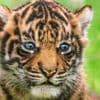 Largest Sumatran tiger litter in the UK born at Welsh zoo