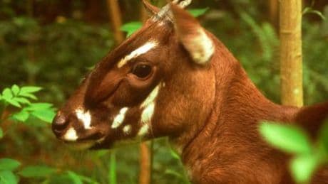Vietnam: Neue Genanalyse soll Spur zum »asiatischen Einhorn« Saola liefern