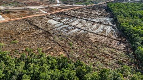 Pour se nourrir, l'Indonésie risque une déforestation massive