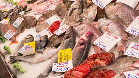 Pescado de piscifactoría o peces de río y mar: ¿Cuáles son mejores para la salud?