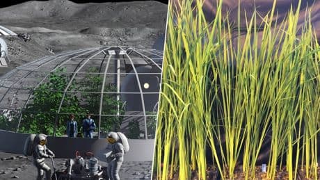 Italia tiene un objetivo: que en la Luna se coma risotto. Y ya investigan un arroz superenano y con más proteínas