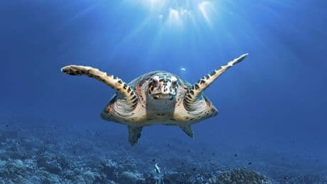 UK joins international scramble to bring ocean protection treaty into force