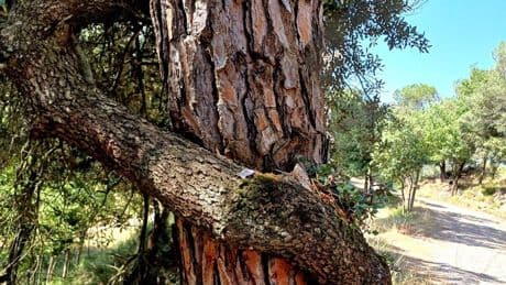 El gran abrazo de la naturaleza en Sant Llorenç del Munt
