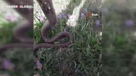 Eliyle tuttuğu yılanla sohbet etti, su içirdi: "Bir arkadaşımla karşılaştım"