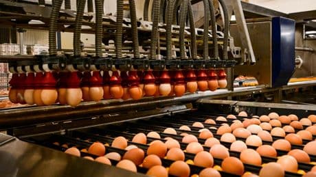 Polluants éternels : alerte sur la « contamination généralisée » des aliments par les PFAS