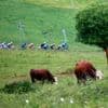 Laatste bergrit in Tour de France ingekort vanwege virusuitbraak onder koeien
