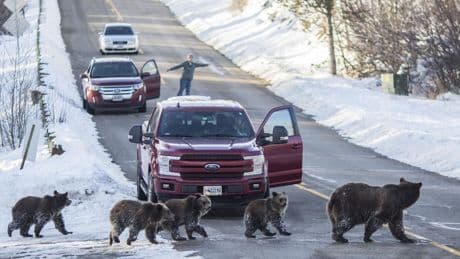 Grizzly killed by car in Wyoming park months after his famous mother died the same way