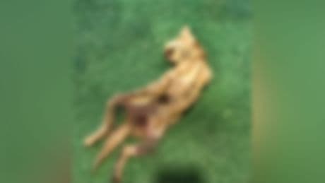 Zonguldak'ta insanlıktan utandıran vahşet: İç organları çıkarılmış 2 kedi bulundu