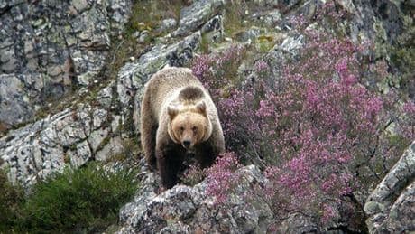 Donde aún manda la naturaleza: escapadas para ver osos, lobos, linces y quebrantahuesos