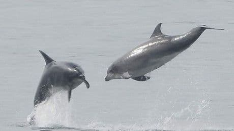 Mirror meets friendly dolphin 'superpod' who've moved to 'Scarbados'