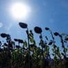 „Tendenz zu einem sehr heißen Sommer“: Was jetzt meteorologisch auf Deutschland zukommen könnte