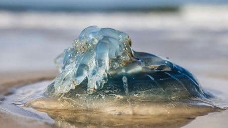 Quallenplage vor Sylt: Was die Tiere massenhaft an Land treibt