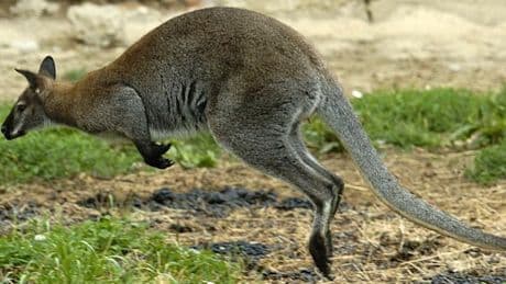 Mann soll Kängurus in Solinger Tierpark geköpft haben