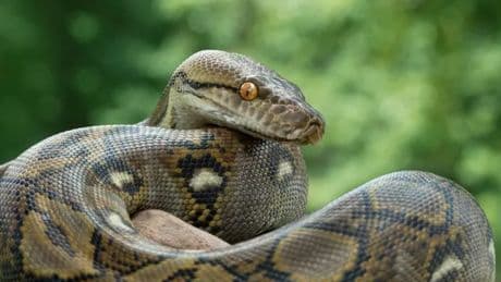 Mum's gruesome death as she's killed and swallowed whole by gigantic python
