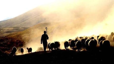 Üreticiye destek adımı: Yabancı çoban için başvuru süreci başladı