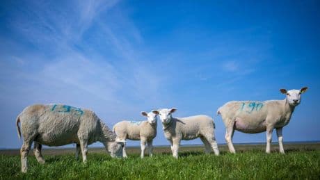 Sylt: Jäger suchen nachtaktiven Goldschakal