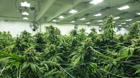 Man jailed after cops uncover Scotland's biggest cannabis farm worth £6.3 million