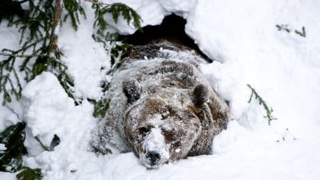Humans may have hibernation ‘superpowers’ in untapped genes, scientists say
