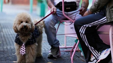 Inside the city where people are choosing pampered pets over children