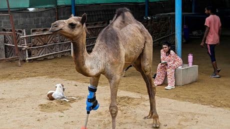 Tierquäler hackte Bein ab  - Cammie ist das erste Kamel mit Prothese