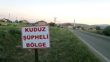 Hatay'ın 4 mahallesinde kuduz alarmı