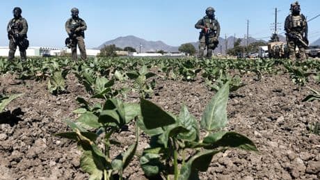 Migranten-Razzia auf Cannabis-Farm: Trump-Regierung verteidigt Vorgehen nach Todesfall