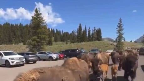 ¿Qué está pasando en Yellowstone? El comportamiento de los animales que preocupa a los visitantes