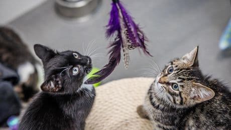 Alle hens aan dek bij dierenasiels door geboortegolf kittens: ’Niet opvangen, betekent doodsvonnis’