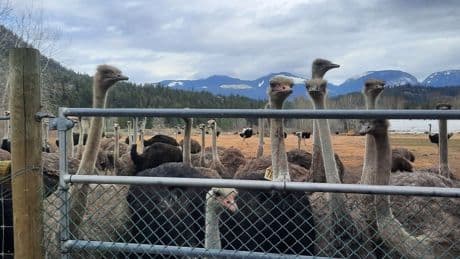 Calls grow to test ostriches for avian flu before Edgewood, B.C. birds are culled