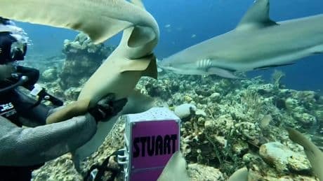 Dieser Tauchgang geht viral - Streichel-Hai auf Kuschelkurs