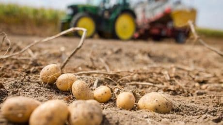 Pflanzenkrankheit Stolbur bringt heimische Kartoffelernte in Gefahr