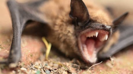 Bid to track tourists amid fears hundreds could have been exposed to rabies at bat-infested cabins