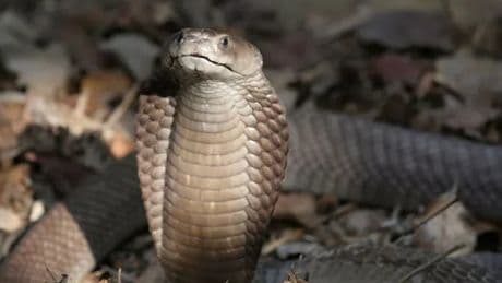 Man's horror last moments as he drowns in blood in 'suicide by snake'