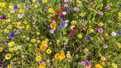 Insektenfreundlicher Garten: Wildblumenwiese anlegen und pflegen: So helfen Sie Bienen und Schmetterlingen
