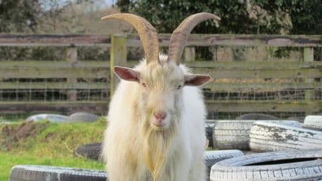 How a man who angered neighbours by filling his house with goats may have cost Labour Runcorn