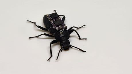 ‘Cyborg’ beetles could help rescue crews locate survivors after natural disasters