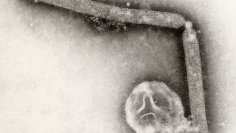Mystery over sudden drop in bird flu cases across the US