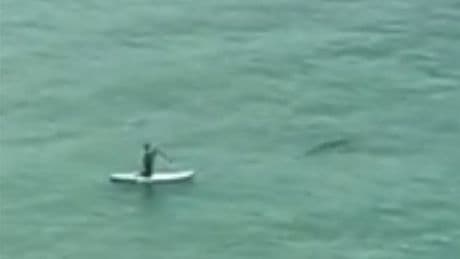 Horrified UK beachgoers spot shark 'beelining' for helpless paddleboarder